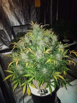 White Widow Auto XXL - картинка 2