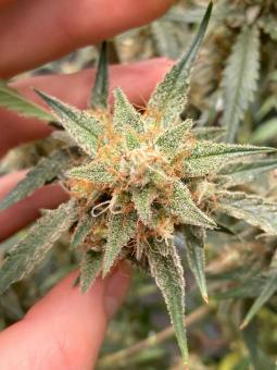 Papaya Cookies Auto - картинка 3