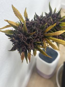 Tropicana Cookies Auto - картинка 3
