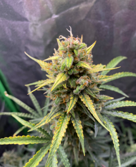 Exodus Cheese Auto - картинка 1