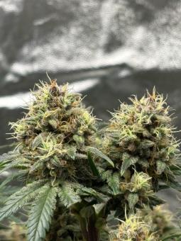 Purple - картинка 4
