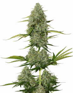 Super Critical Auto