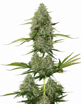 Super Critical Auto