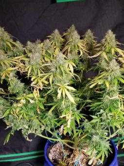 Buddha White Dwarf Auto - картинка 2
