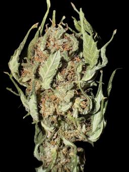 CBD Auto 1:1 (CBD Crack) - картинка 6