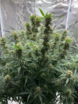 Big Bud Auto - картинка 2