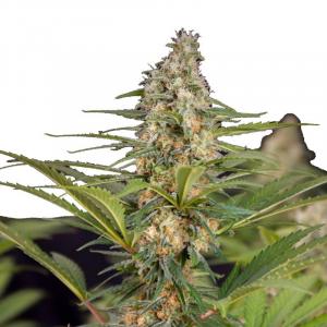 Cali Crasher fem