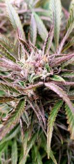 Buddha Auto Tangie - картинка 9