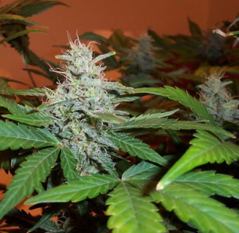 Lowryder autofem (IBL) - картинка 1