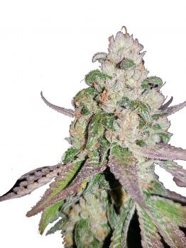 Sweet Zkittlez