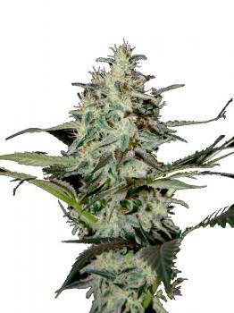 Super Lemon Haze Auto