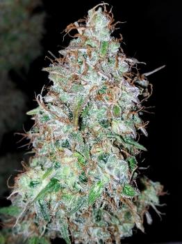 Auto Black Cherry Punch