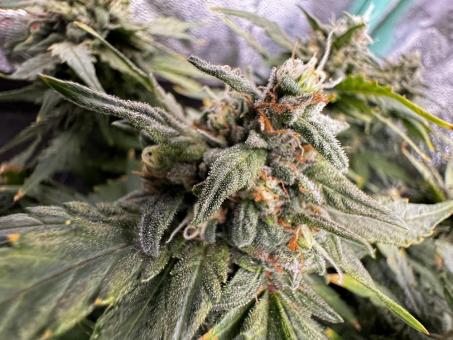 CBD Auto 1:1 (CBD Crack) - картинка 3