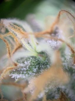 Big Bud Auto - картинка 4