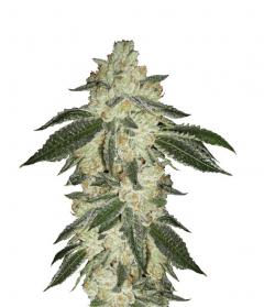 Green Crack Auto