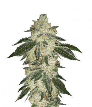 Green Crack Auto fem