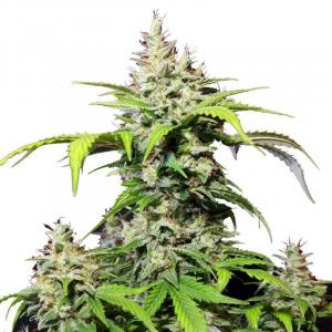 DC Cure 1:1 Auto