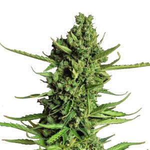 Devotchka Auto fem