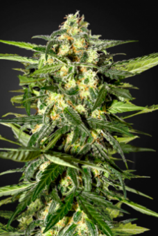 Jack Herer Auto - картинка 2