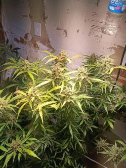 Cinderella Auto - картинка 4