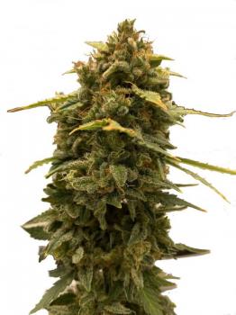 Skunk Auto fem