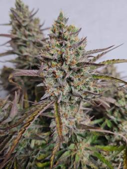 Lemon Larry OG - картинка 3