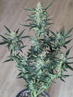 Gorilla Zkittlez Auto - картинка 6