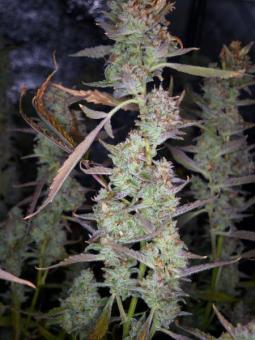 West Coast O.G. Auto - картинка 3