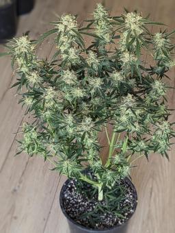 Gorilla Zkittlez Auto - картинка 4