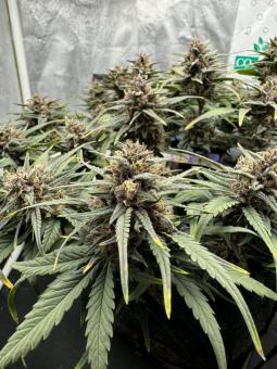 Tropicana Cookies Auto - картинка 3
