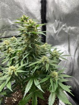 Cream Cookies Auto - картинка 1