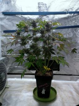 Delicious Cookies Auto  - картинка 3