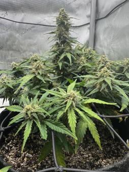 Jack Herer Auto - картинка 5