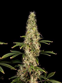Arjan's Ultra Haze 1 - картинка 4