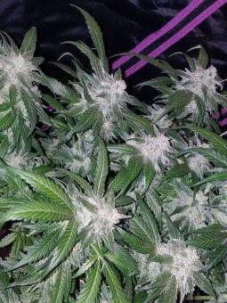 Tangie Auto - картинка 2