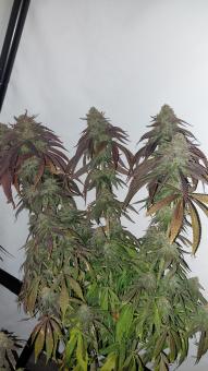 Super Lemon Haze x GMO - картинка 4