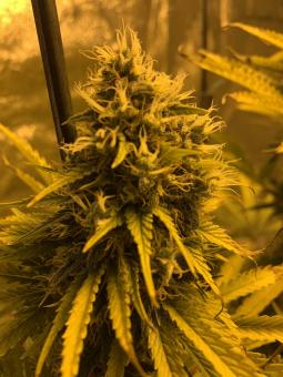 Double Og Haze - картинка 1