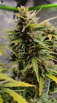 Kamala OG Auto fem