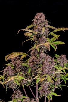 Lemon Cherry Cookies Auto - картинка 3