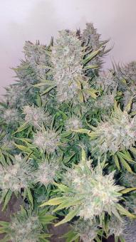 Big Bud Auto - картинка 4