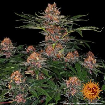 Purple Punch Auto - картинка 3