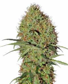 Super Bud Auto
