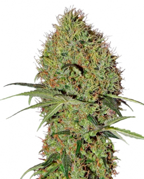 Super Bud Auto