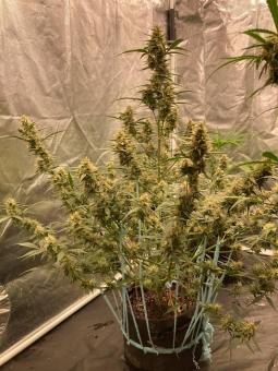 Papaya Cookies Auto - картинка 1