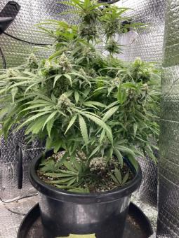 Lemon Skunk - картинка 2