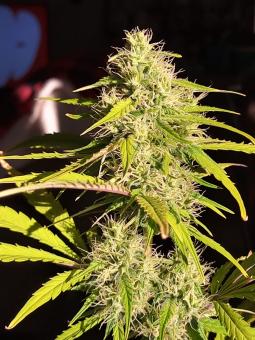 Lowryder autoreg (IBL) - картинка 2