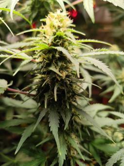 Critical Neville Haze Auto  - картинка 3