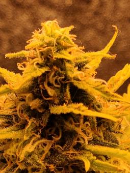 Big Bud Auto - картинка 4