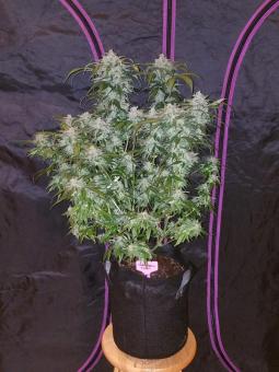 Tangie Auto - картинка 6