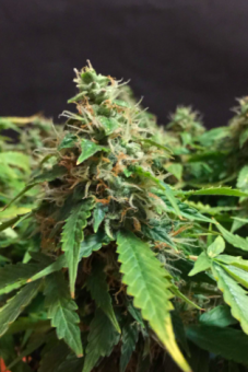 Jack Herer Auto - картинка 1